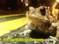 /home//u458753944/public_html/sourcegallery//Roxborough Toad Detour/2023/2023-03-23/P3230630.JPG